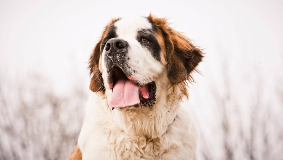 Smooth coat saint store bernard